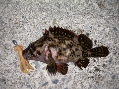 オウゴンムラソイの釣果