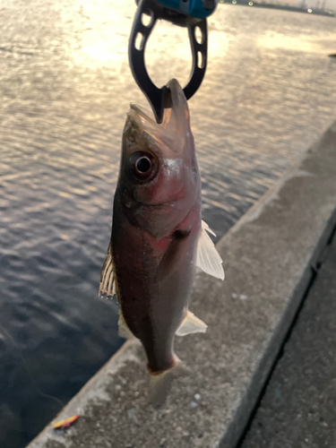 セイゴ（マルスズキ）の釣果