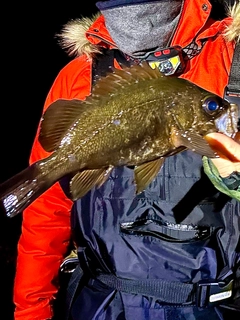 クロメバルの釣果