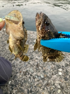 タケノコメバルの釣果