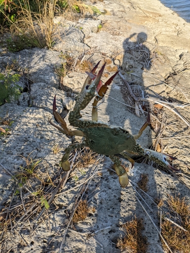 タイワンガザミの釣果