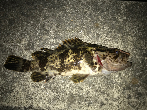 タケノコメバルの釣果