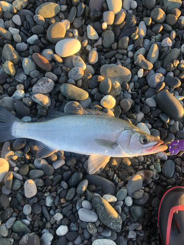 ヒラスズキの釣果