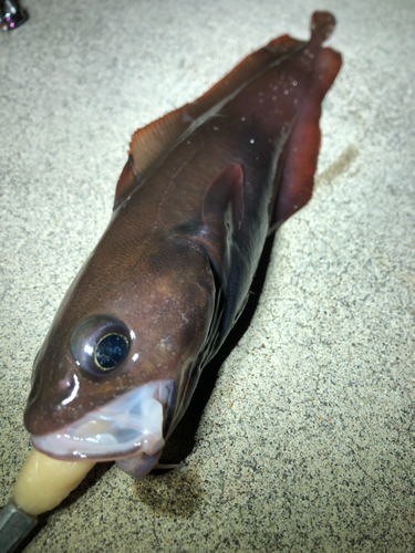 ドンコの釣果