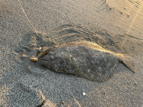 ソゲの釣果