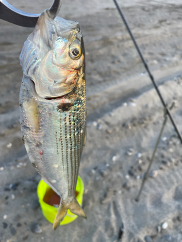 コノシロの釣果