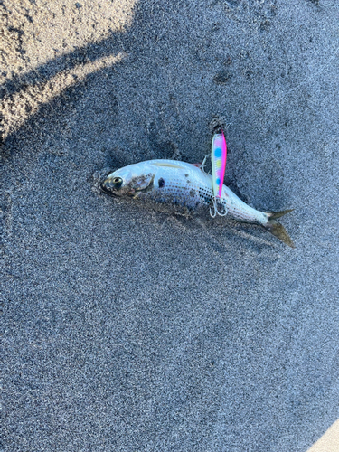 コノシロの釣果