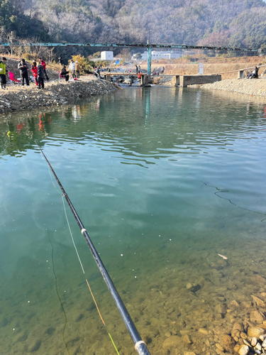 ニジマスの釣果