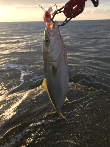 ワカシの釣果