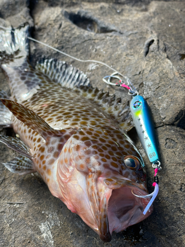 オオモンハタの釣果