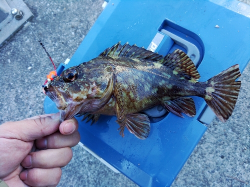 カサゴの釣果