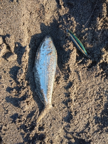 コノシロの釣果