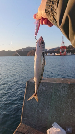 サバの釣果