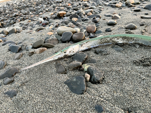 ダツの釣果