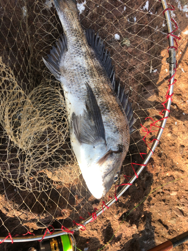 チヌの釣果