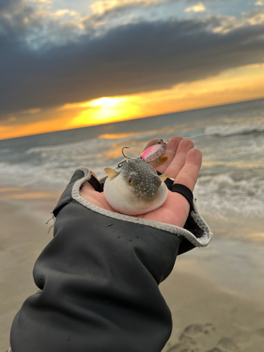 クサフグの釣果