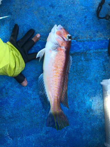 アマダイの釣果