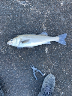 スズキの釣果