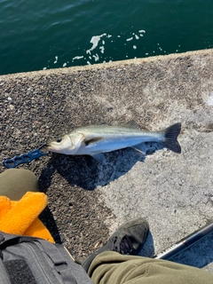 スズキの釣果