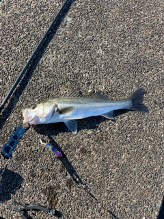 スズキの釣果