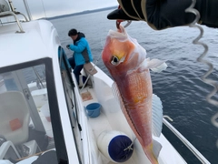 アマダイの釣果