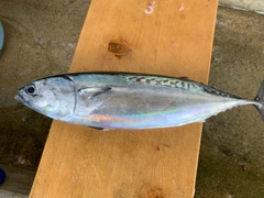 マルソウダの釣果