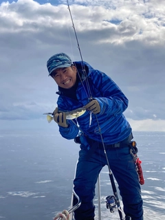 シロサバフグの釣果