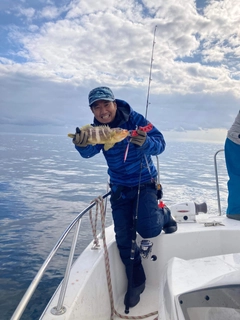 アオハタの釣果