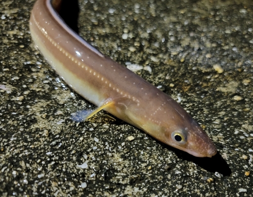 アナゴの釣果