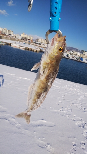 ホッケの釣果