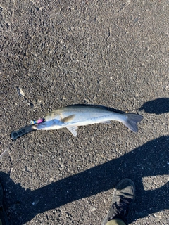 スズキの釣果