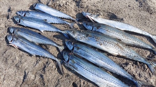 サゴシの釣果