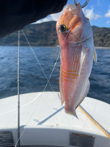 アマダイの釣果