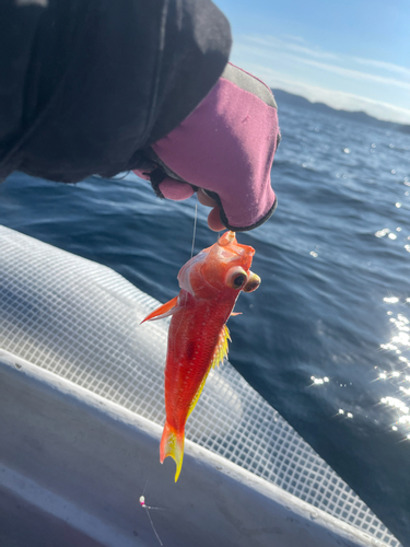 ヒメコダイの釣果