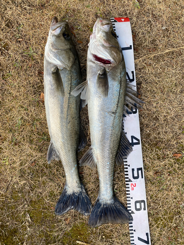 シーバスの釣果