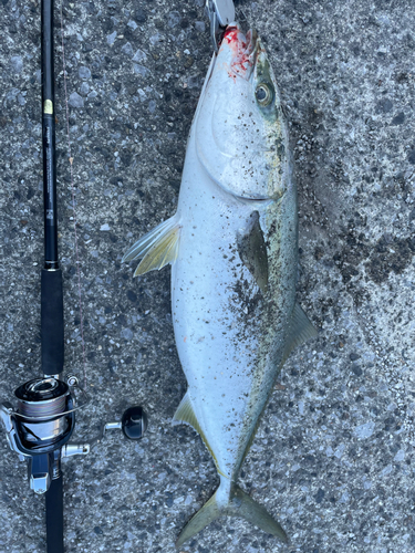 ブリの釣果