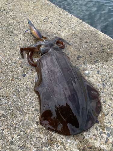 アオリイカの釣果