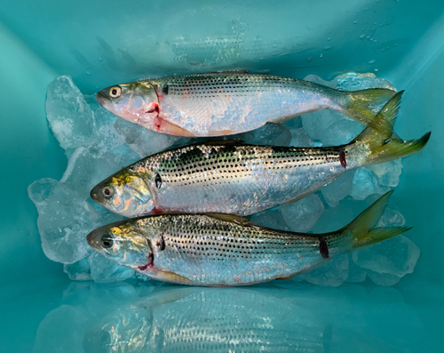 コノシロの釣果