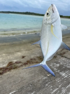 ロウニンアジの釣果