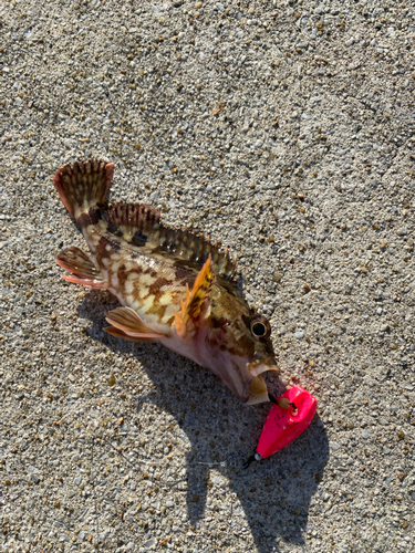 アラカブの釣果