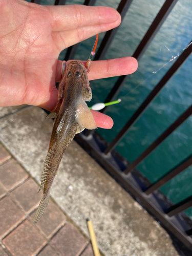 マハゼの釣果