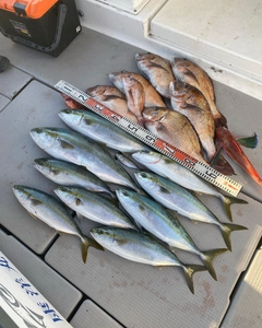 ホウボウの釣果