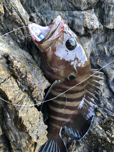 ヤミハタの釣果