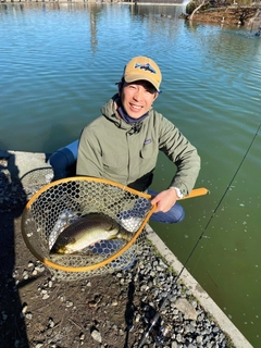 ブラウントラウトの釣果