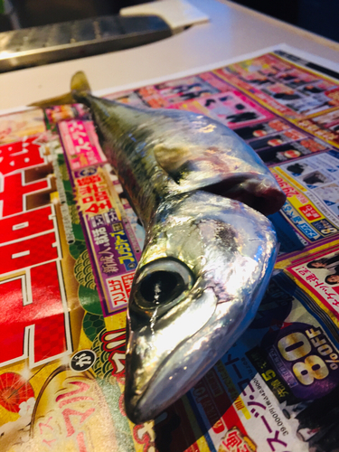 マサバの釣果