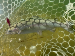 ニジマスの釣果