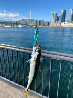 サバの釣果