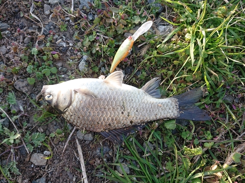 フナの釣果