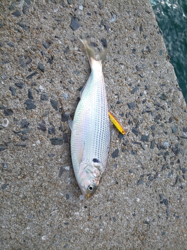 コノシロの釣果