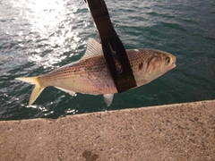 コノシロの釣果